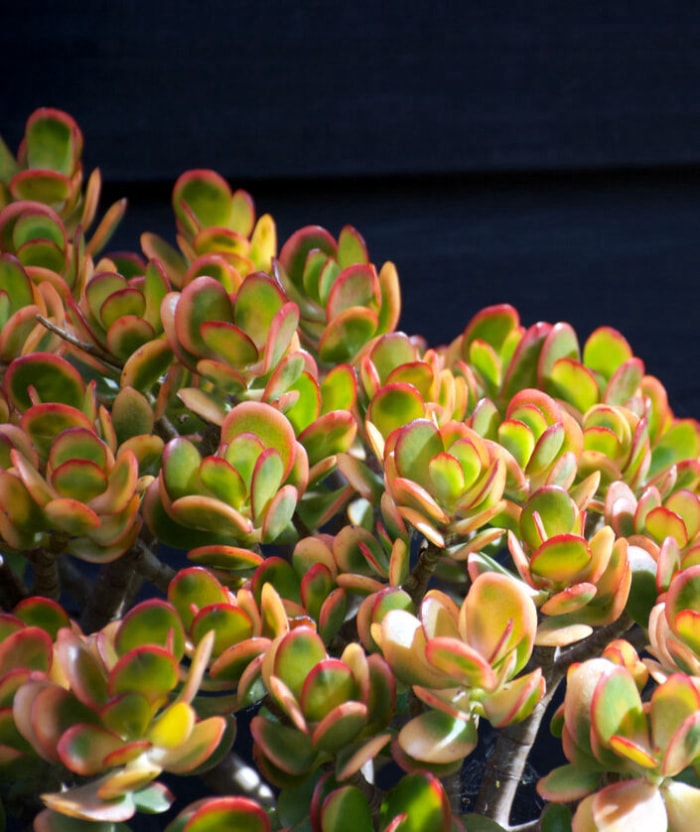 Gros plan de la Crassula Ovata, plus connue sous le nom de plante de jade. Cultivées en extérieur en plein soleil, les feuilles ont une teinte rouge. On les appelle aussi parfois arbre à monnaie et on les utilise dans le Fen Shui.