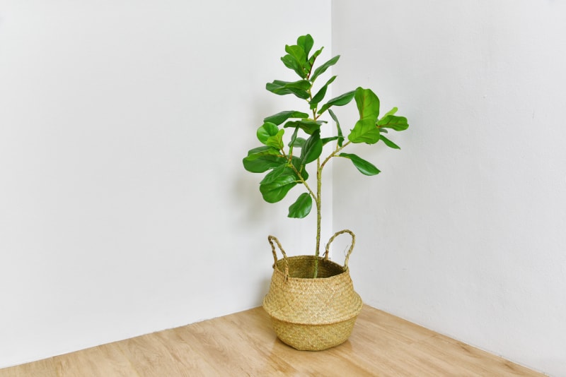 Figuier à feuilles de violon dans le coin de la pièce, plante d'intérieur tropicale pour l'intérieur de la maison et du salon.