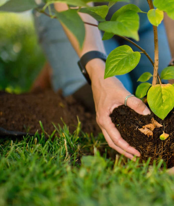 Un adulte et un enfant plantent un arbre