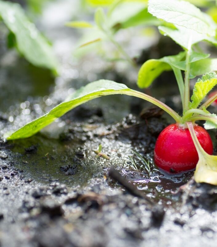 Radis rouge poussant dans un sol sombre.