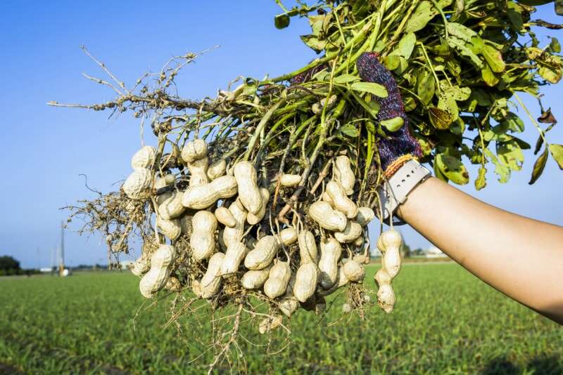 Un agriculteur ganté tient une plante d'arachide récoltée