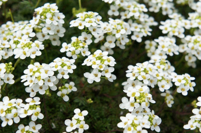 iStock-902553006 fleurs annuelles alyssum odorant.jpg