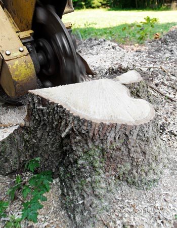 Facteurs de coût de l'enlèvement des souches d'arbres dans le calcul du coût