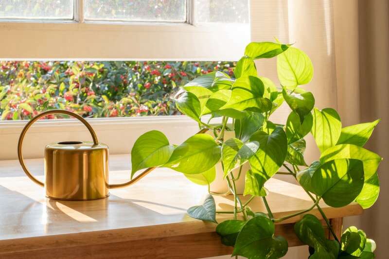 Plante d'intérieur Golden pothos à côté d'un arrosoir dans un intérieur de maison magnifiquement conçu.