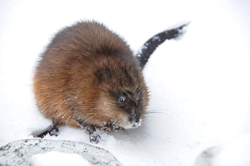 rat musqué eatiang sur lac en hiver