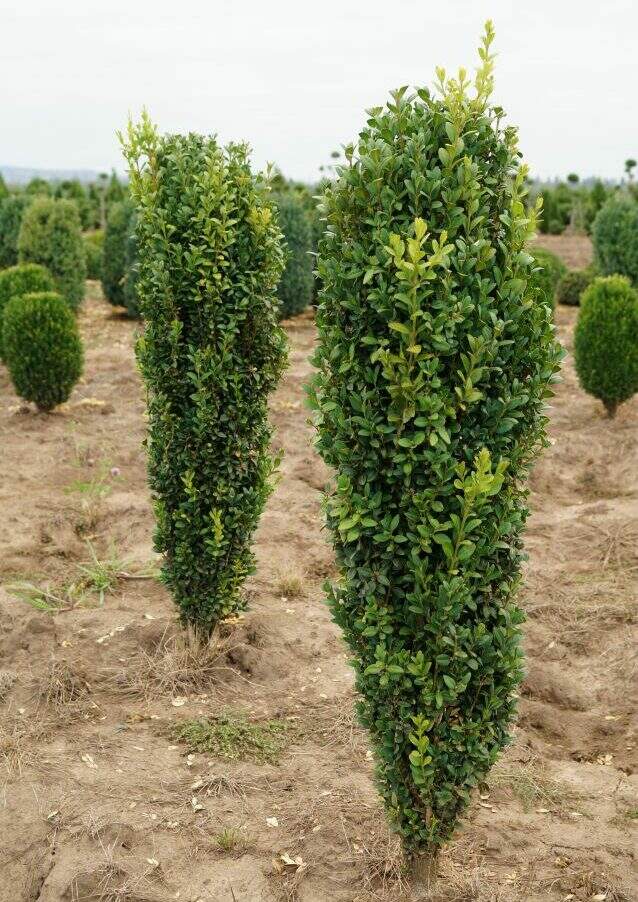 Buxus sempervirens 'Graham Blandy'