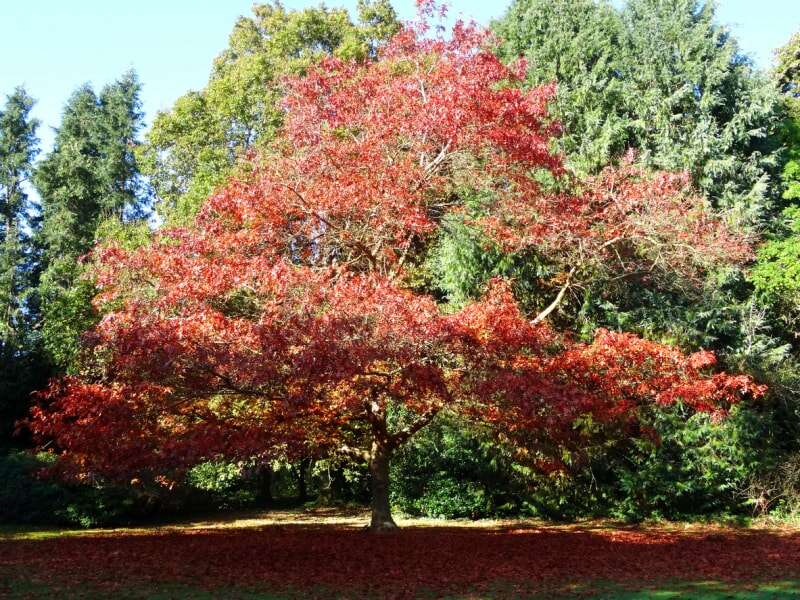 meilleurs arbres pour l'arrière-cour grand chêne rouge