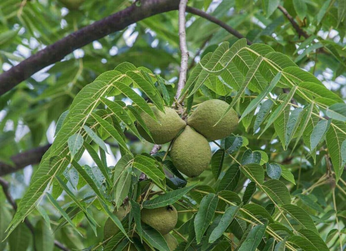 Mauvais voisins : 11 paires de plantes à ne jamais cultiver côte à côte