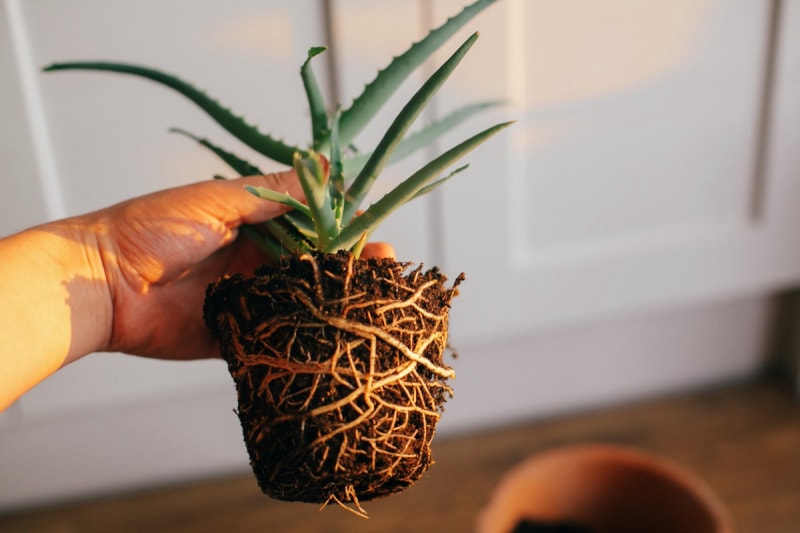 Signes indiquant quand rempoter une plante