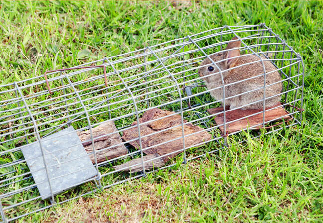 Comment se débarrasser des lapins