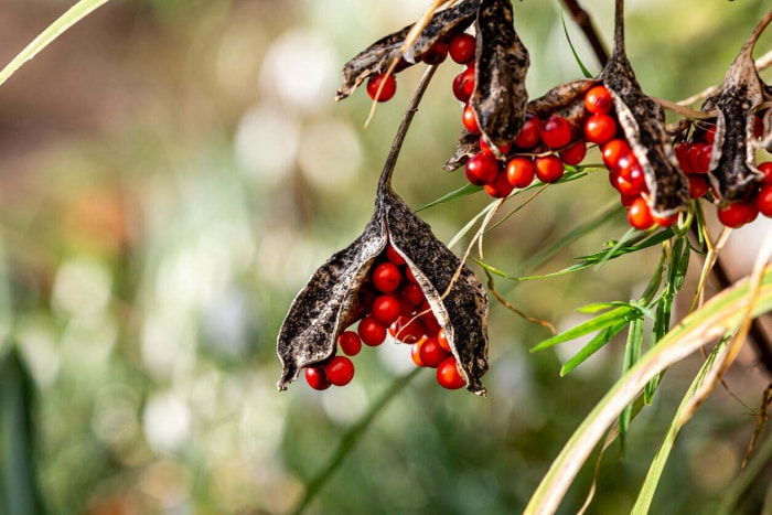 Baies sur un Iris Foetidissima, également connu sous le nom d'Iris puant, par une journée d'hiver ensoleillée