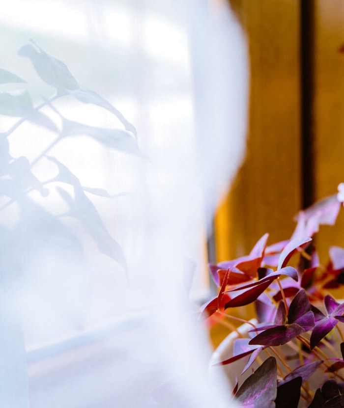 Plante de trèfle violet ou Oxalis triangularis poussant à l'intérieur sur le rebord de la fenêtre. Décoration intérieure avec des plantes d'intérieur en pots. Plantes d'intérieur