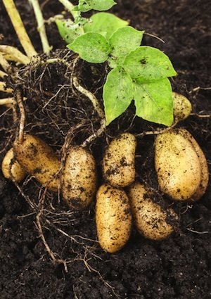 Comment faire pousser des pommes de terre - Détail de la plante