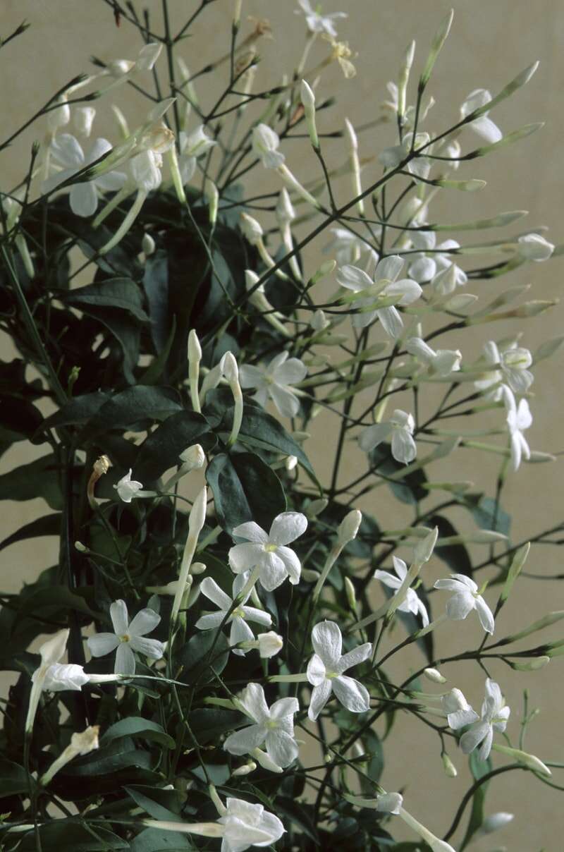 entretien des plantes de jasmin en intérieur