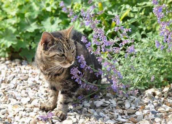 plantes qui éloignent les moustiques