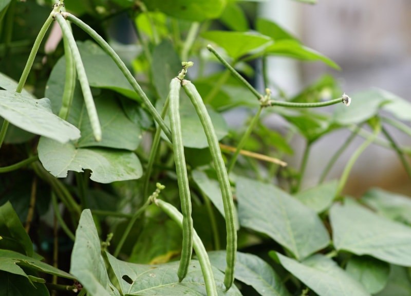 Plante potagère de niébé avec haricot long dans le jardin.