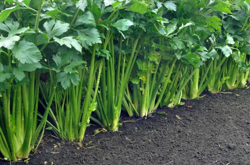 Rangée de grands plants de céleri dans la terre.