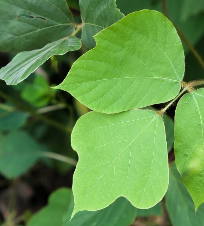 Feuilles de kudzu