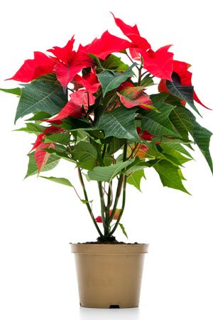 Soins aux poinsettias - Ce qu'il faut faire et ce qu'il ne faut pas faire