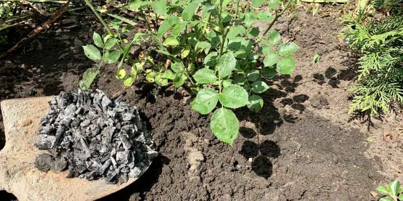 Une pelle soulève des cendres de bois vers une rangée de plantes vertes dans un jardin.