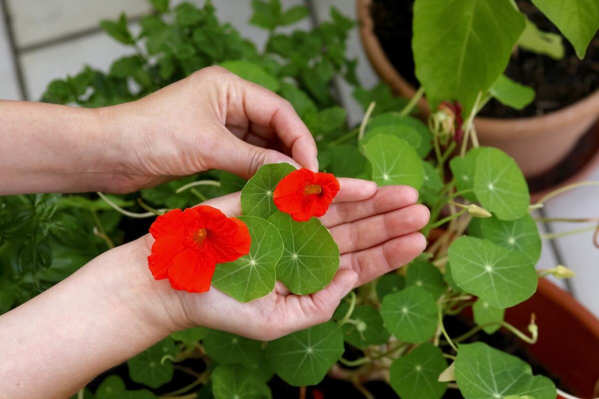 Une paire de mains plante des fleurs de capucine dans le sol.