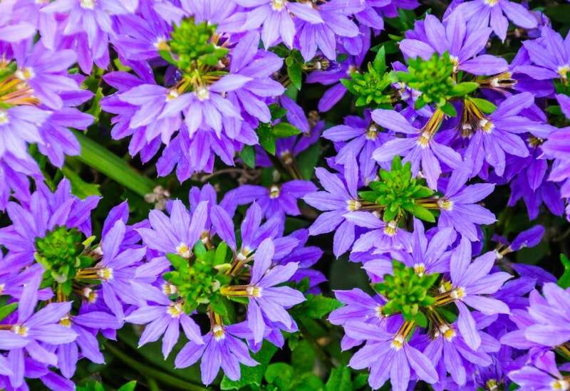 Gros plan des fleurs annuelles de Scaevola