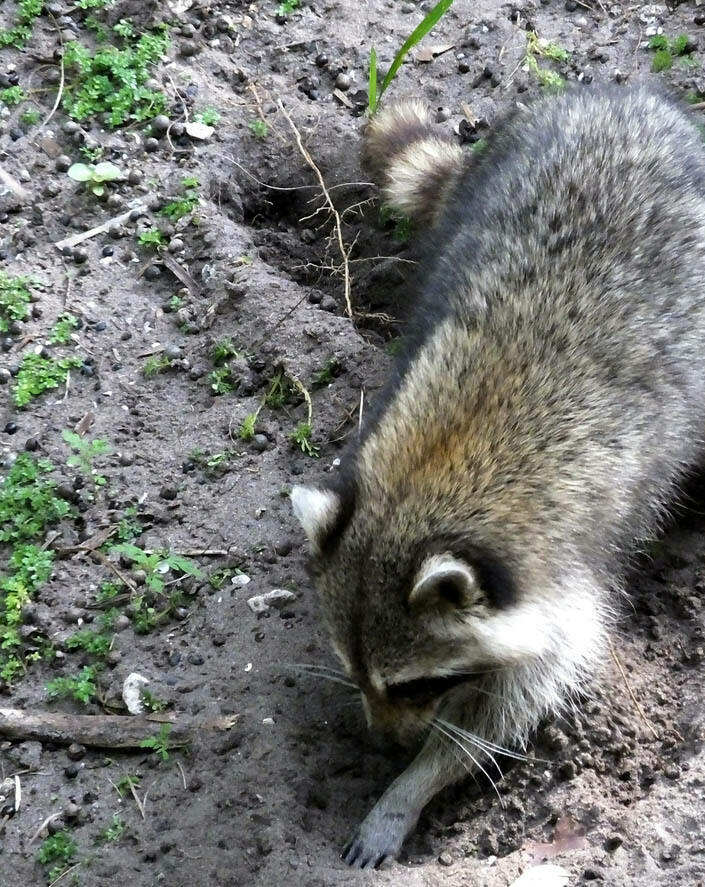 Quel animal creuse des trous dans mon jardin