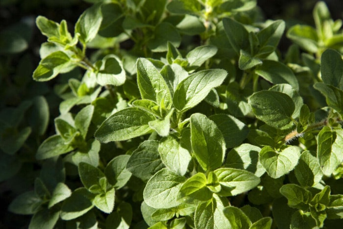 Les meilleures herbes à cultiver en intérieur