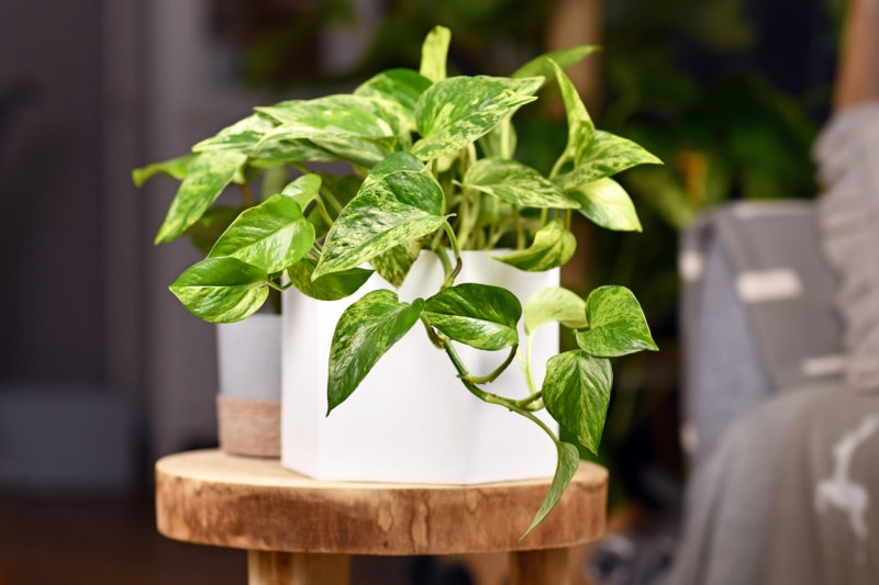 Petite plante de lierre du diable dans des pots en céramique blanche sur un tabouret en bois.