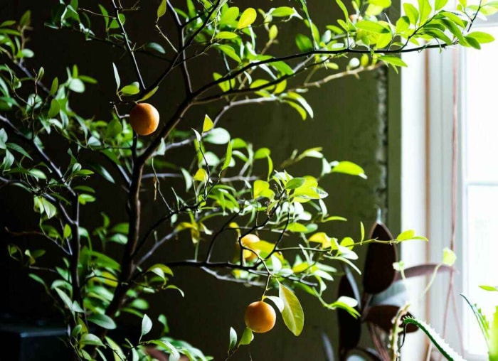 10 plantes que vous pouvez hiverner à l'intérieur