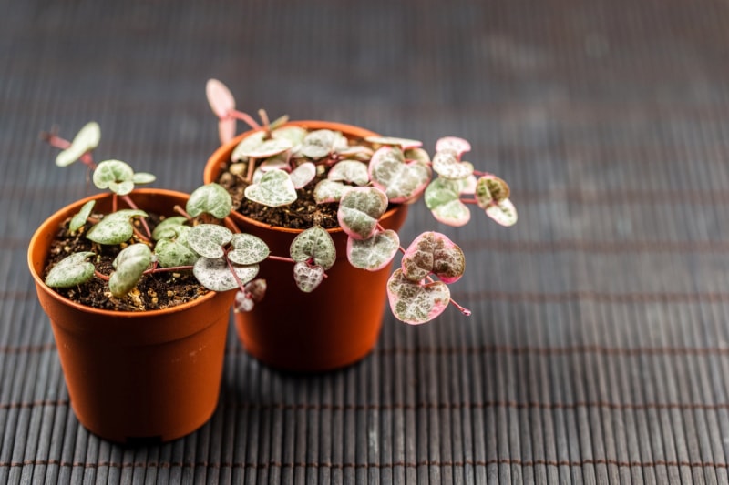 Plantes panachées - chapelet de cœurs