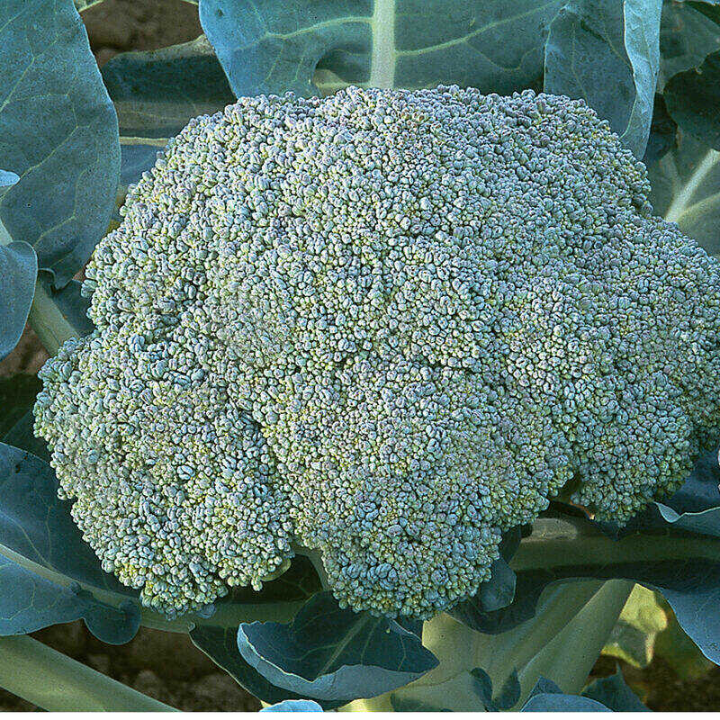 vue rapprochée d'une grosse tête de brocoli