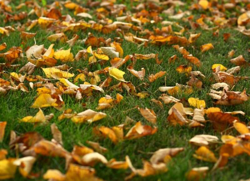 10 remèdes pour sauver une pelouse mourante