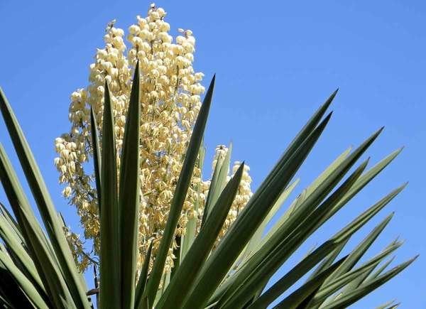 Plante de yucca