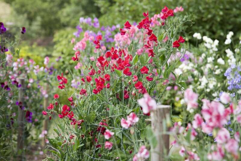 iStock-154956135 fleurs annuelles pois de senteur.jpg