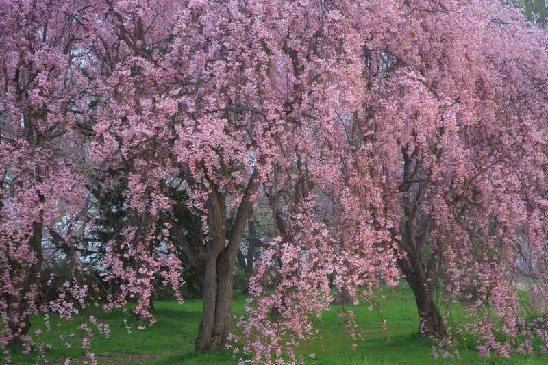 meilleurs arbres pour le jardin cerisiers pleureurs à fleurs roses