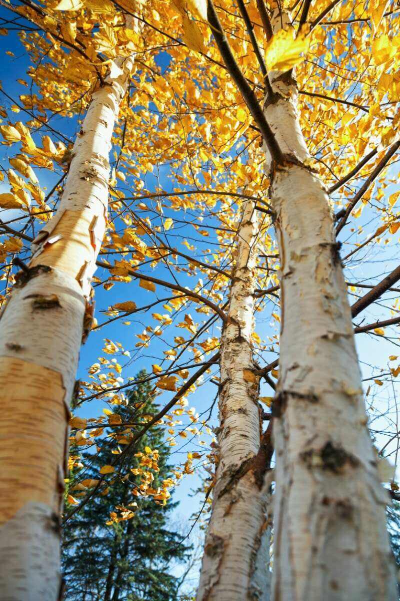 meilleurs arbres pour l'arrière-cour regardant le bouleau avec des feuilles jaunes tronc blanc au premier plan