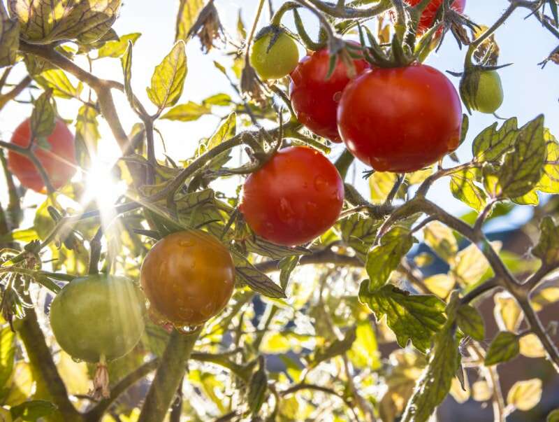 Tomates vertes et mûres sur le même arbre, le soleil brille à travers les feuilles, des gouttes d'eau sur les fruits.