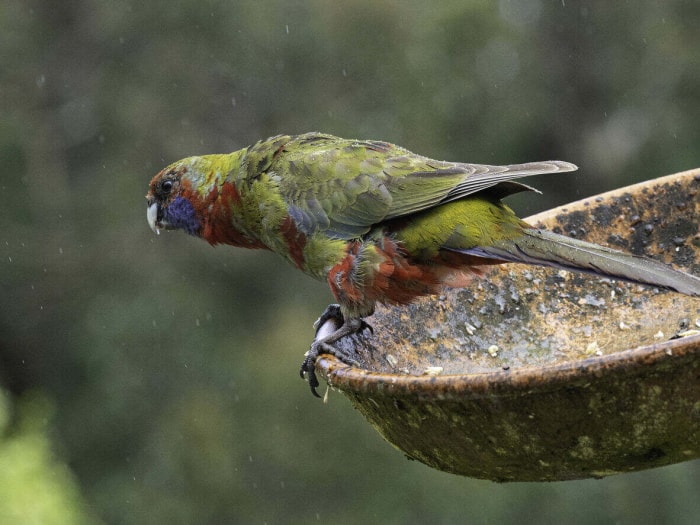 Gros plan d'un oiseau coloré perché sur un bain d'oiseaux.