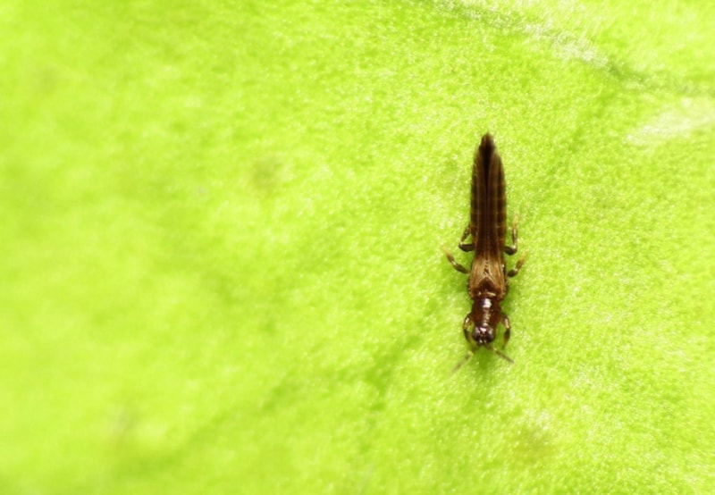 Ravageurs des plantes d'intérieur - Les thrips