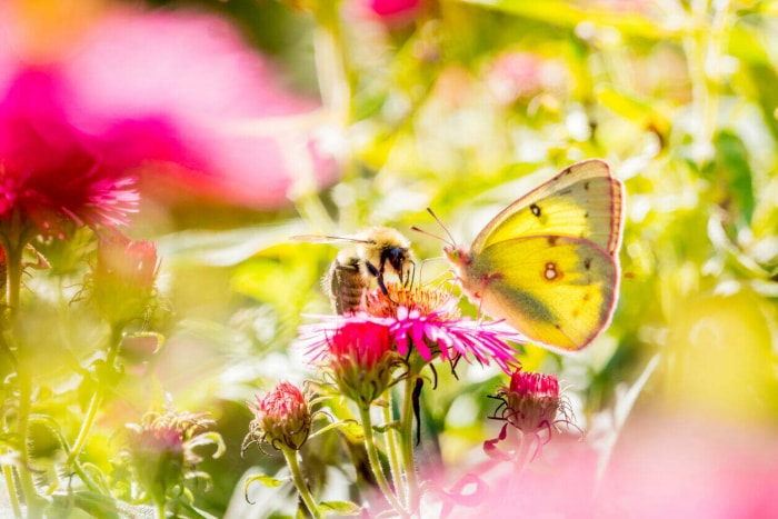 Un superbe papillon citron posé sur une fleur d'aster rose.