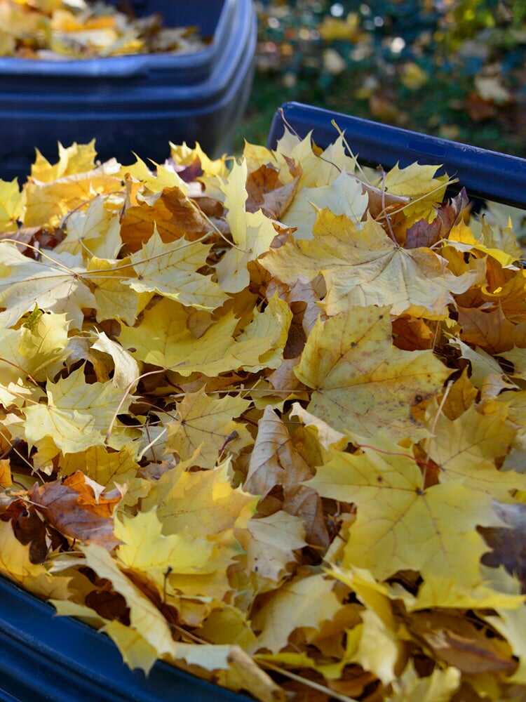 9 raisons pour lesquelles vous devriez pailler votre jardin chaque automne