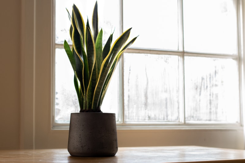 Une plante d'intérieur Sansevieria trifasciata, à côté d'un joli intérieur blanc.