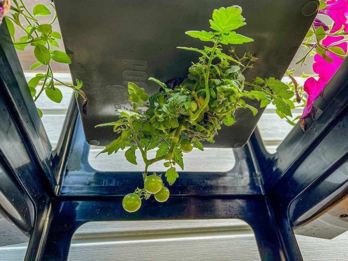 Gros plan d'un plant de tomates dans un jardin pop-up de luxe