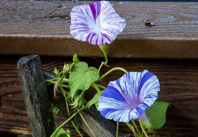 iStock-1419157266 soins des ipomées en fleurs violettes et blanches et bleues et blanches