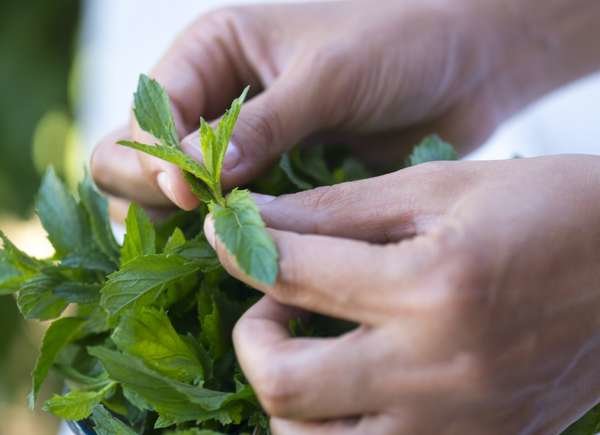 plantes qui éloignent les moustiques