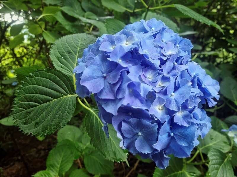 Hortensia à grandes feuilles avec une grande grappe de fleurs bleues.