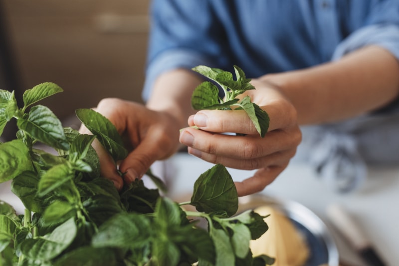 Les meilleures herbes à cultiver en intérieur