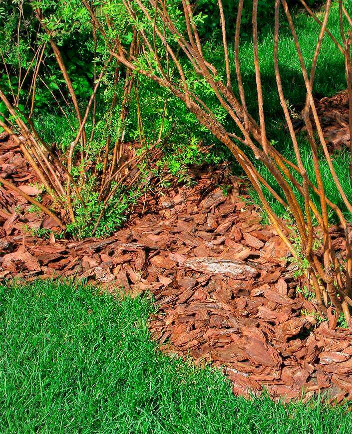 9 raisons pour lesquelles vous devriez pailler votre jardin chaque automne