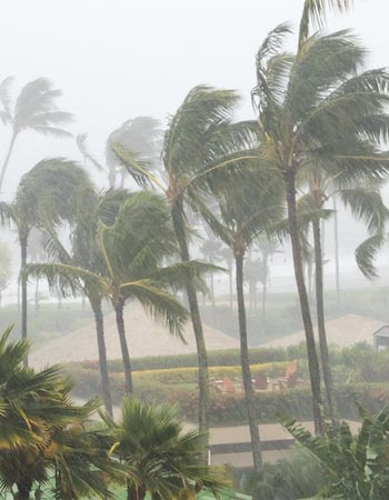 Les vents de l’ouragan soufflent sur les palmiers. 